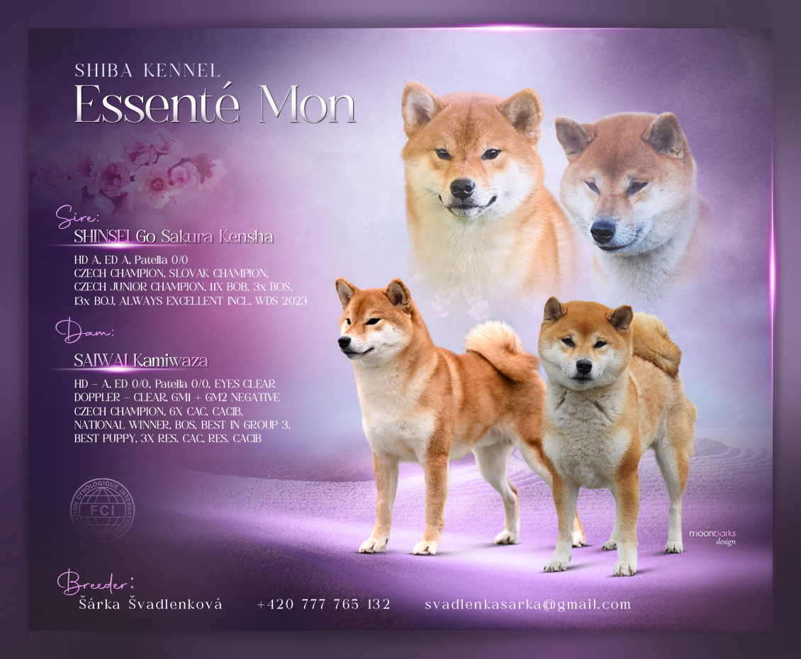 essente mon 1